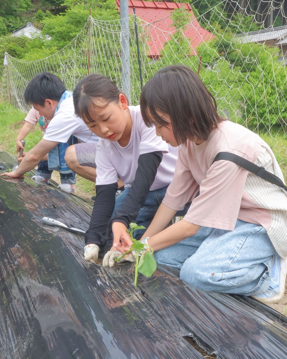 さつまいもの苗植え体験の様子