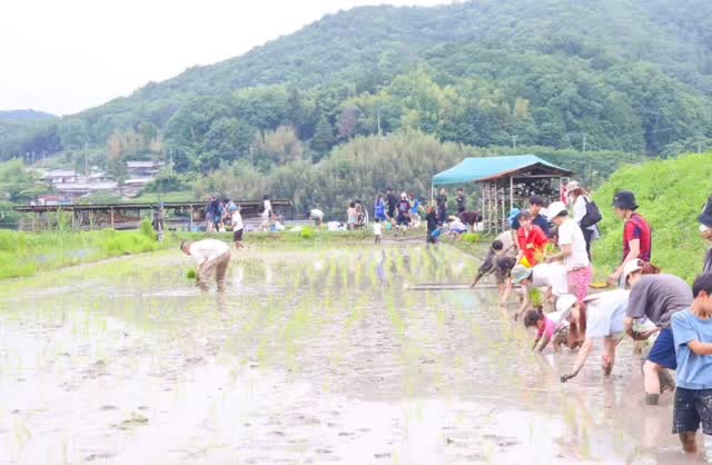田植えイベントを運営する様子