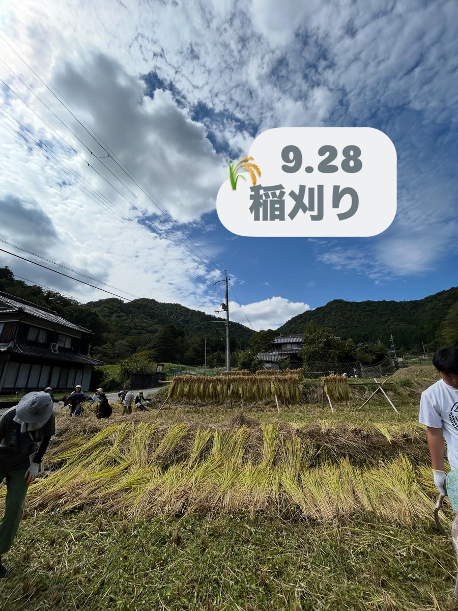 稲刈りイベントの様子