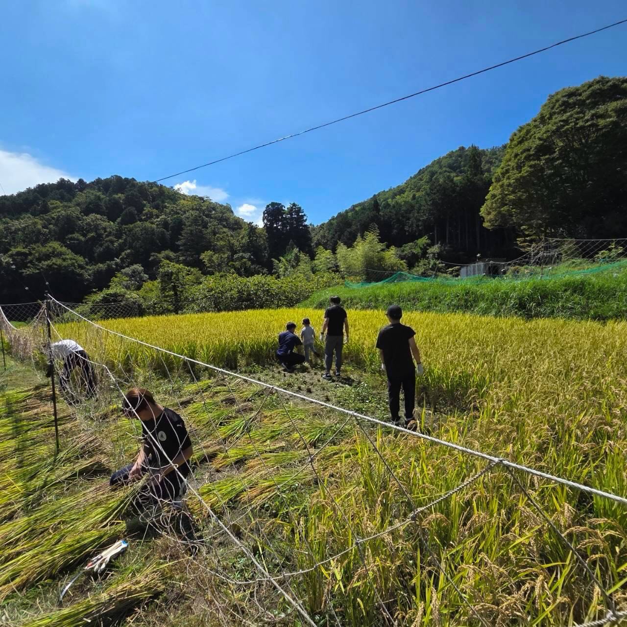里山の田んぼで稲刈りをする参加者