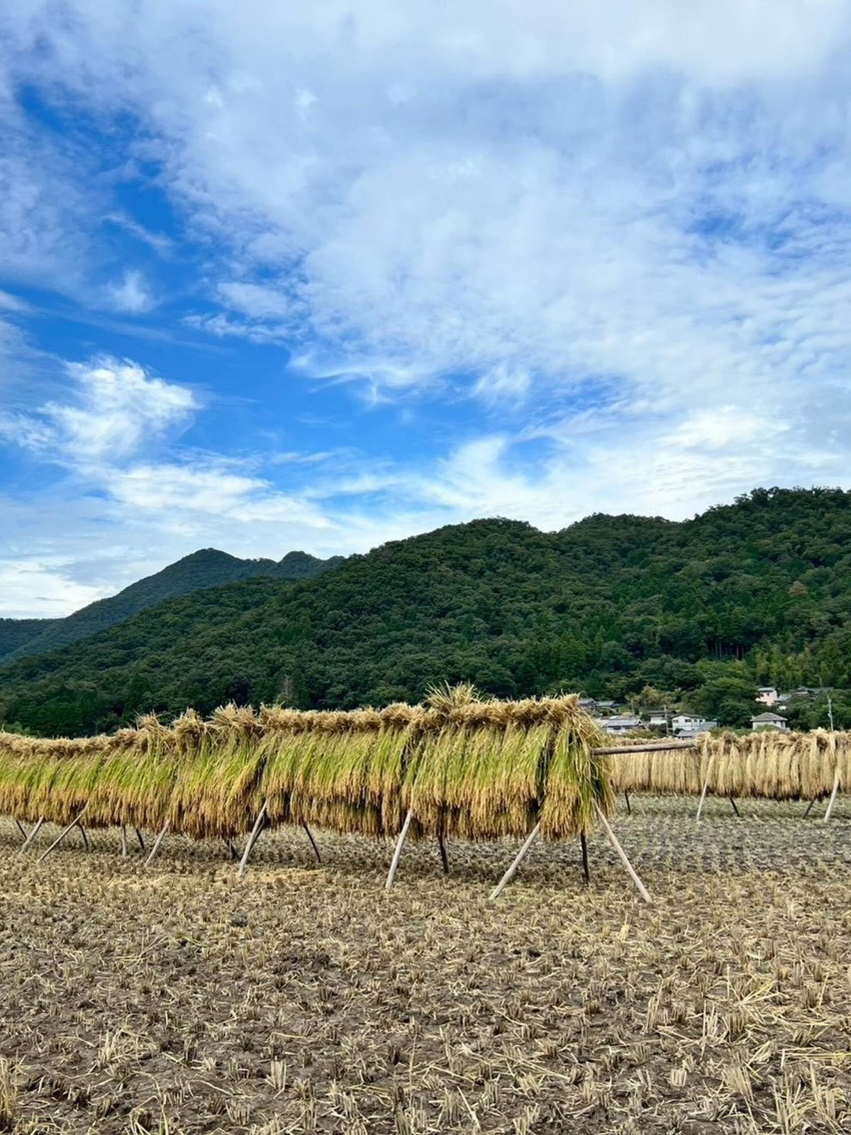 田んぼに並ぶ稲木に収穫した稲を掛けた様子