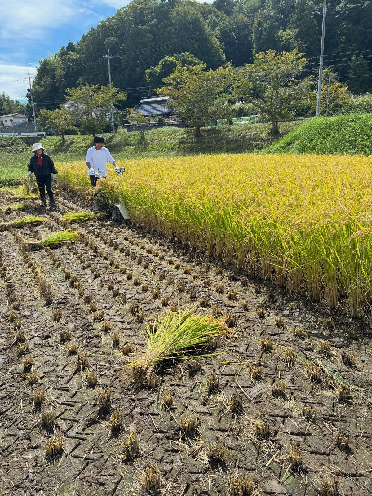 高平の田んぼでバインダーを使い稲を刈るメンバー