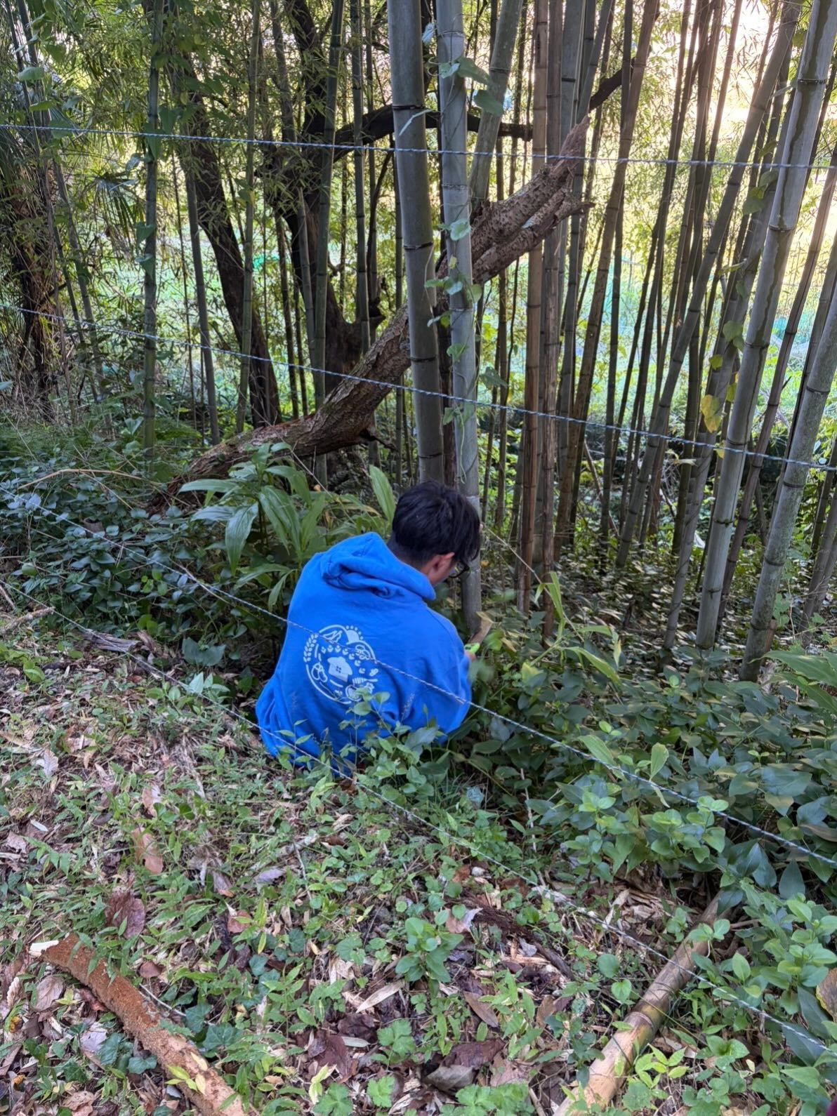 竹林でバームクーヘン作りに使う竹を切り出すメンバー