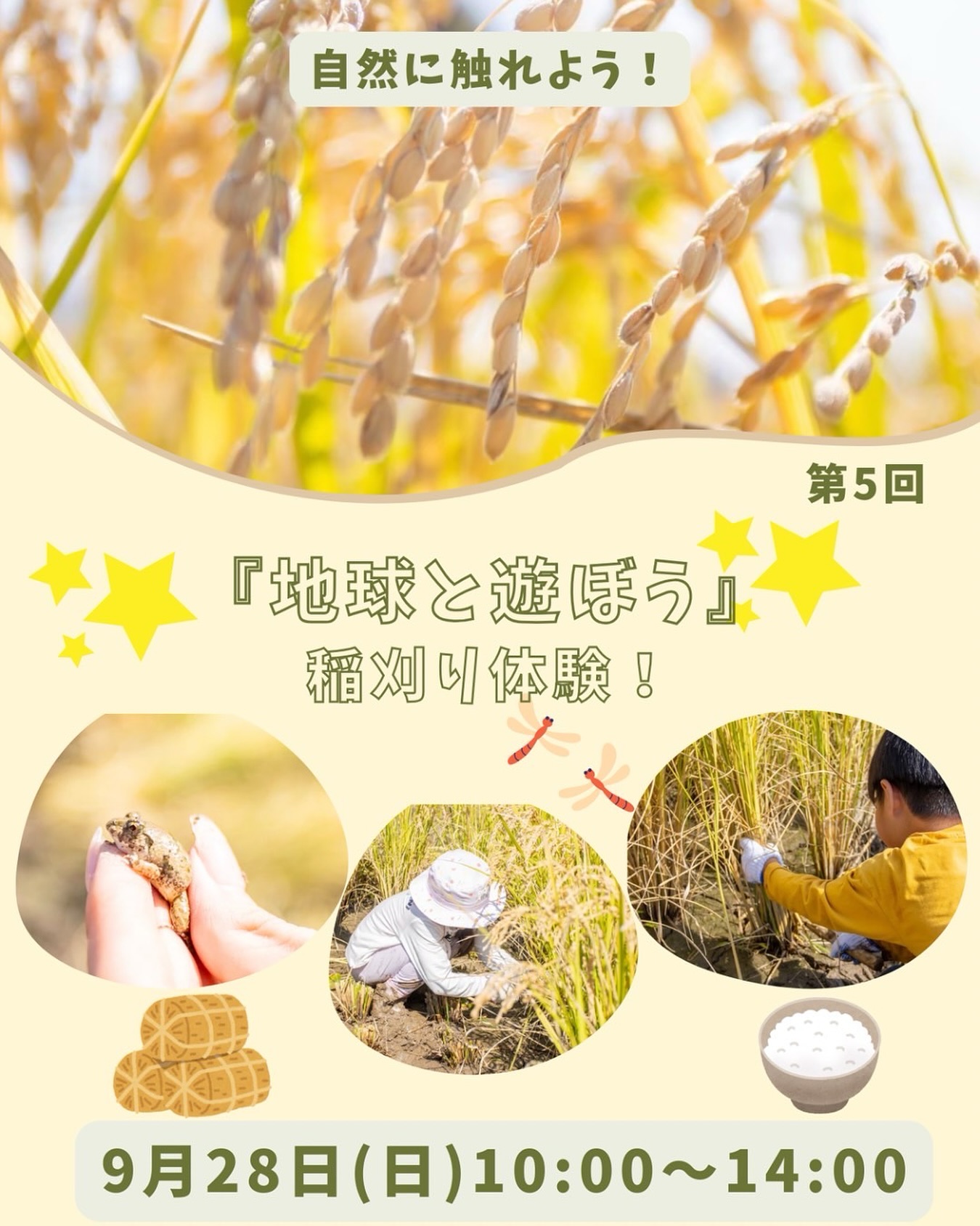 稲刈り体験イベントの告知